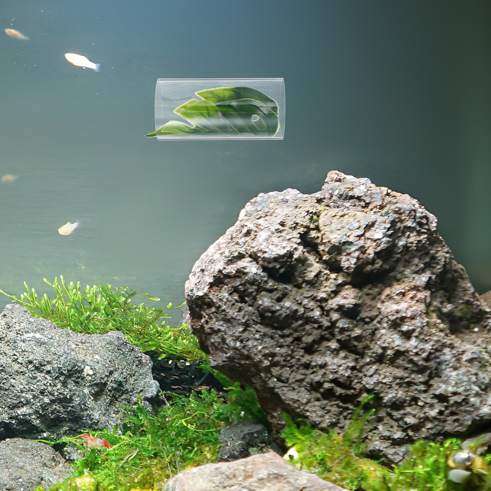 Transparent Betta Fish Tube Tu - مراجعة Fish Aquarium Youtube Relaxing وسعره