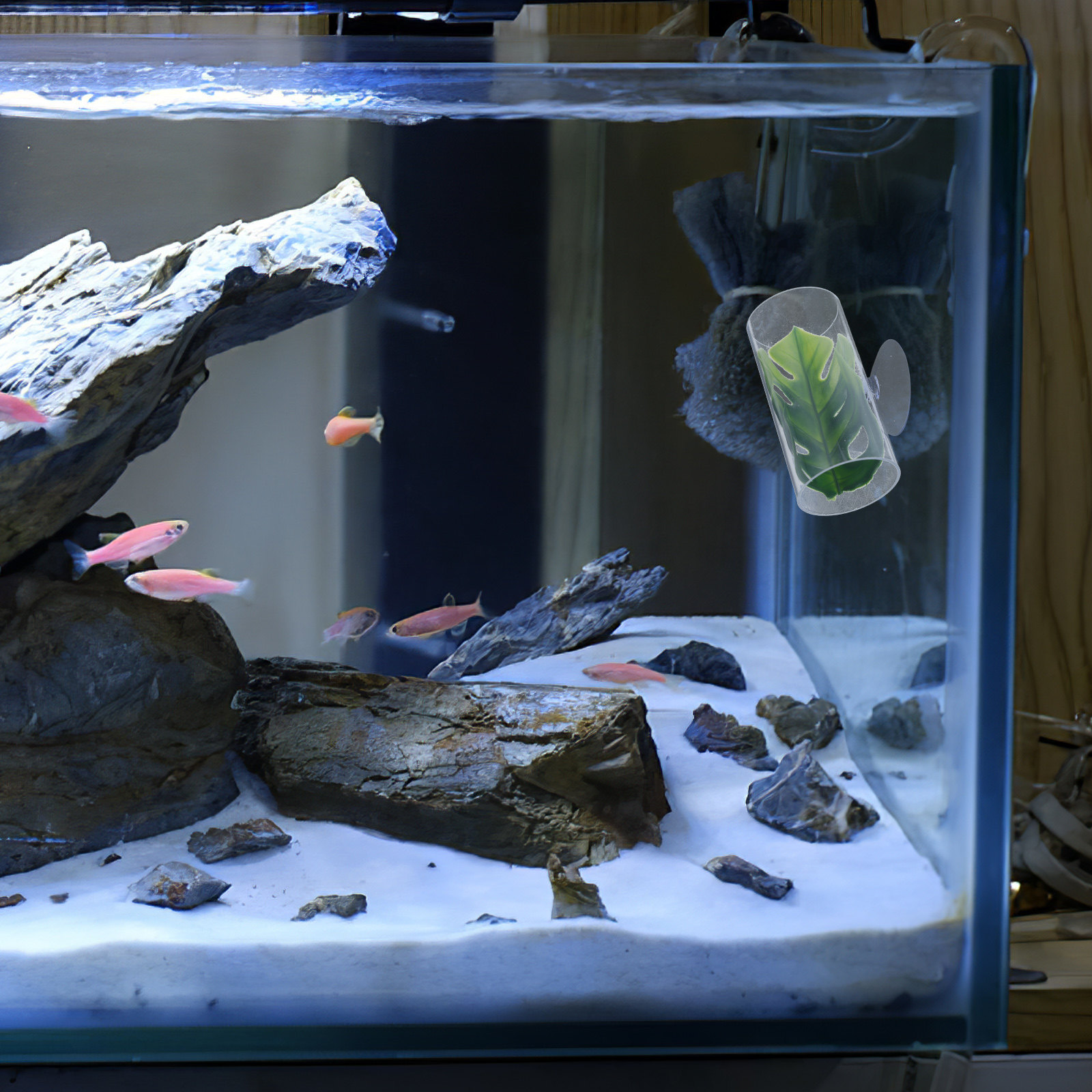 Transparent Betta Fish Tube Tu - مراجعة Fish Aquarium Youtube Relaxing وسعره