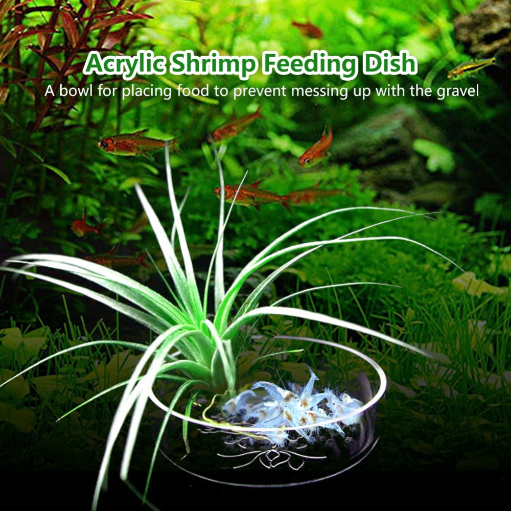 Acrylic Shrimp Feeding Dish Tr - مراجعة Aquarium Fish Beautiful وسعره