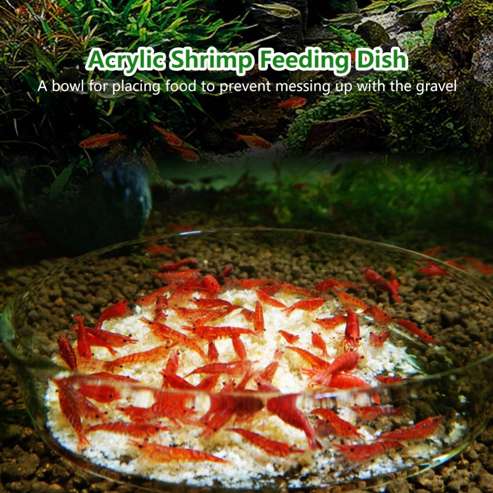 Acrylic Shrimp Feeding Dish Tr - مراجعة Aquarium Fish Beautiful وسعره
