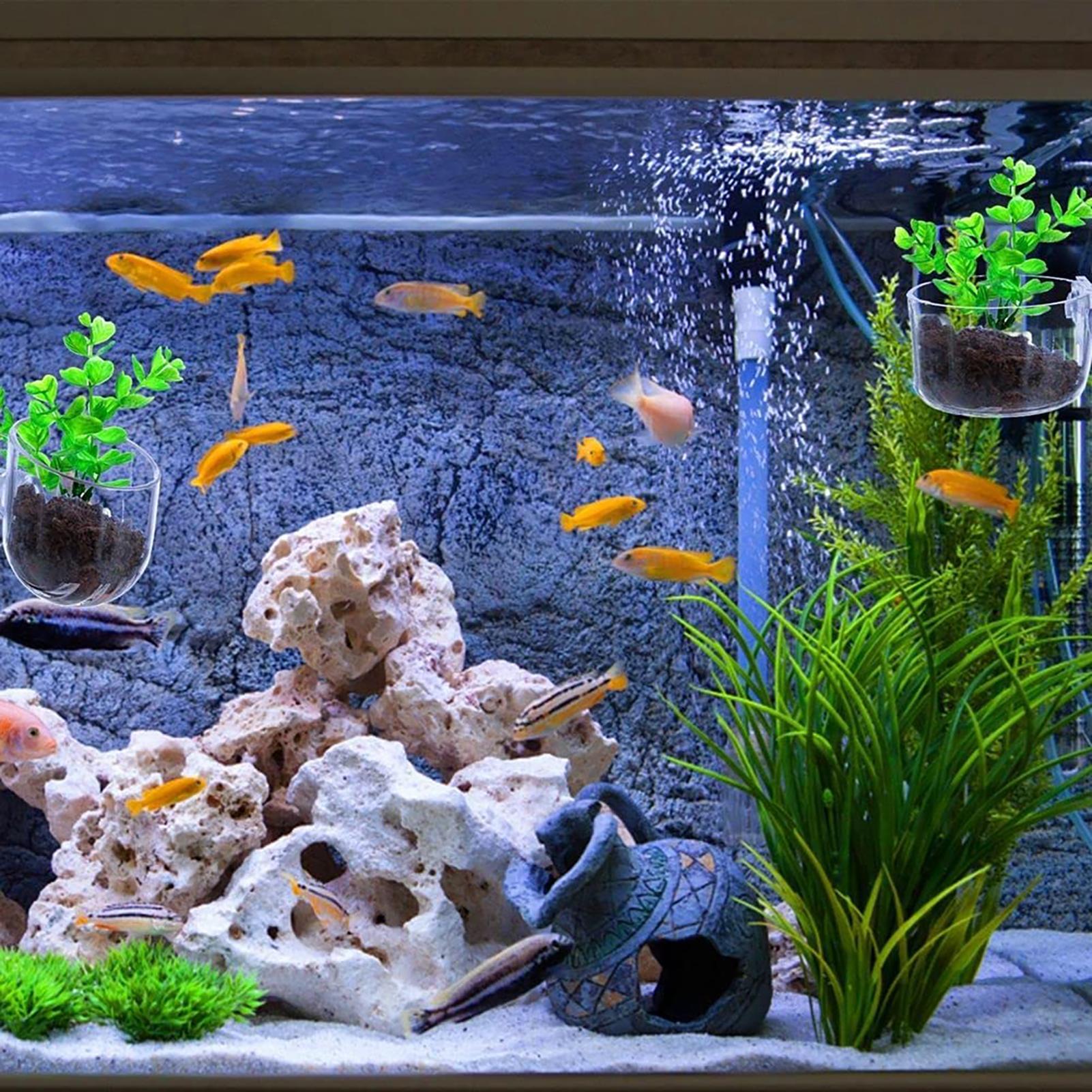 Plant Holder for Fish Tank Cle - مراجعة Aquarium Fish Beautiful وسعره