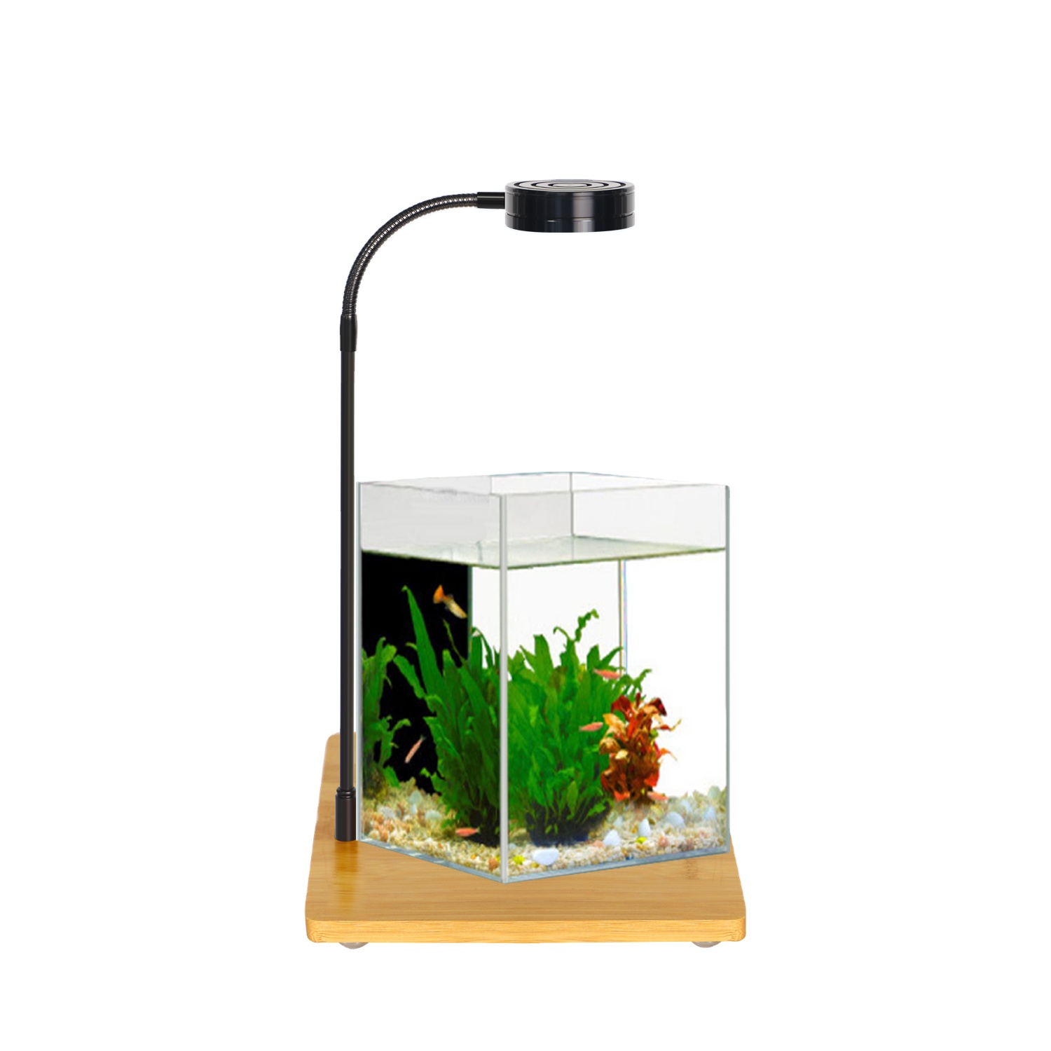Right Angle Ultra-white Grass  - مراجعة Aquarium Fish And Price وسعره