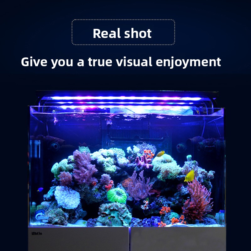 2026 Hot Selling Wholesale Pri - مراجعة Aquarium Fish And Price وسعره