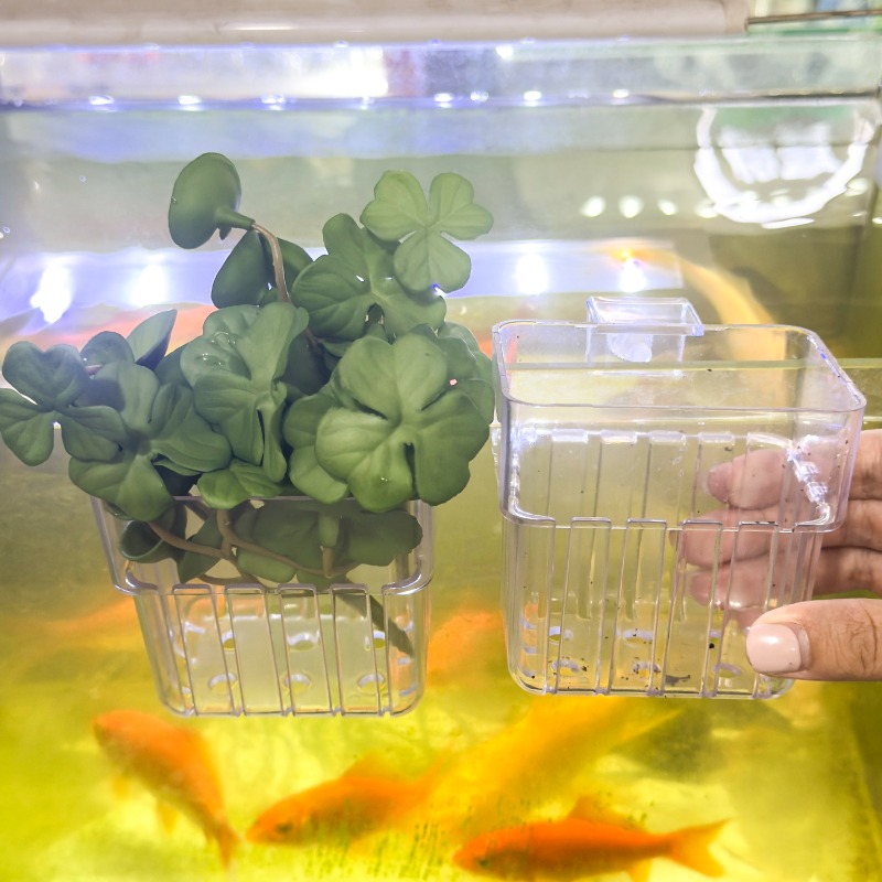 1/5pcs Aquarium Decoration Pla - مراجعة Aquarium Fish Guppy وسعره