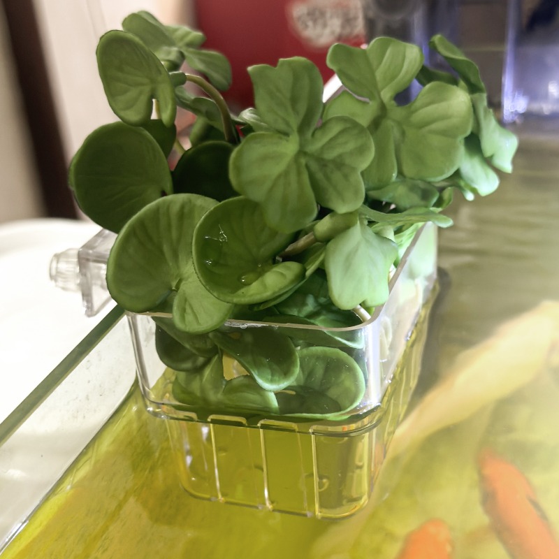 1/5pcs Aquarium Decoration Pla - مراجعة Aquarium Fish Guppy وسعره