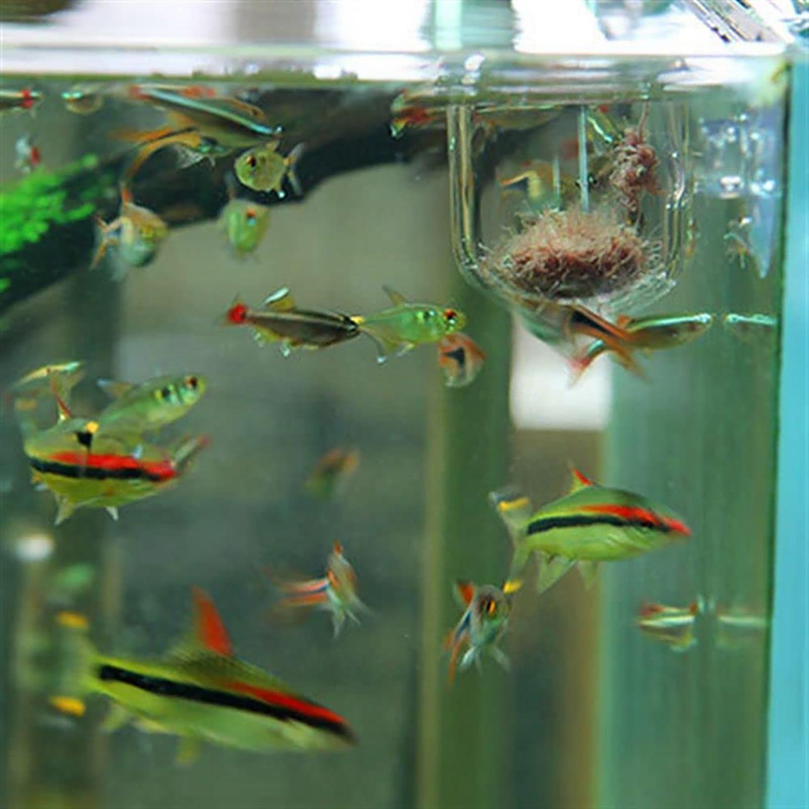 Aquarium Decoration Plant Cup  - مراجعة Aquarium Fish Beautiful وسعره