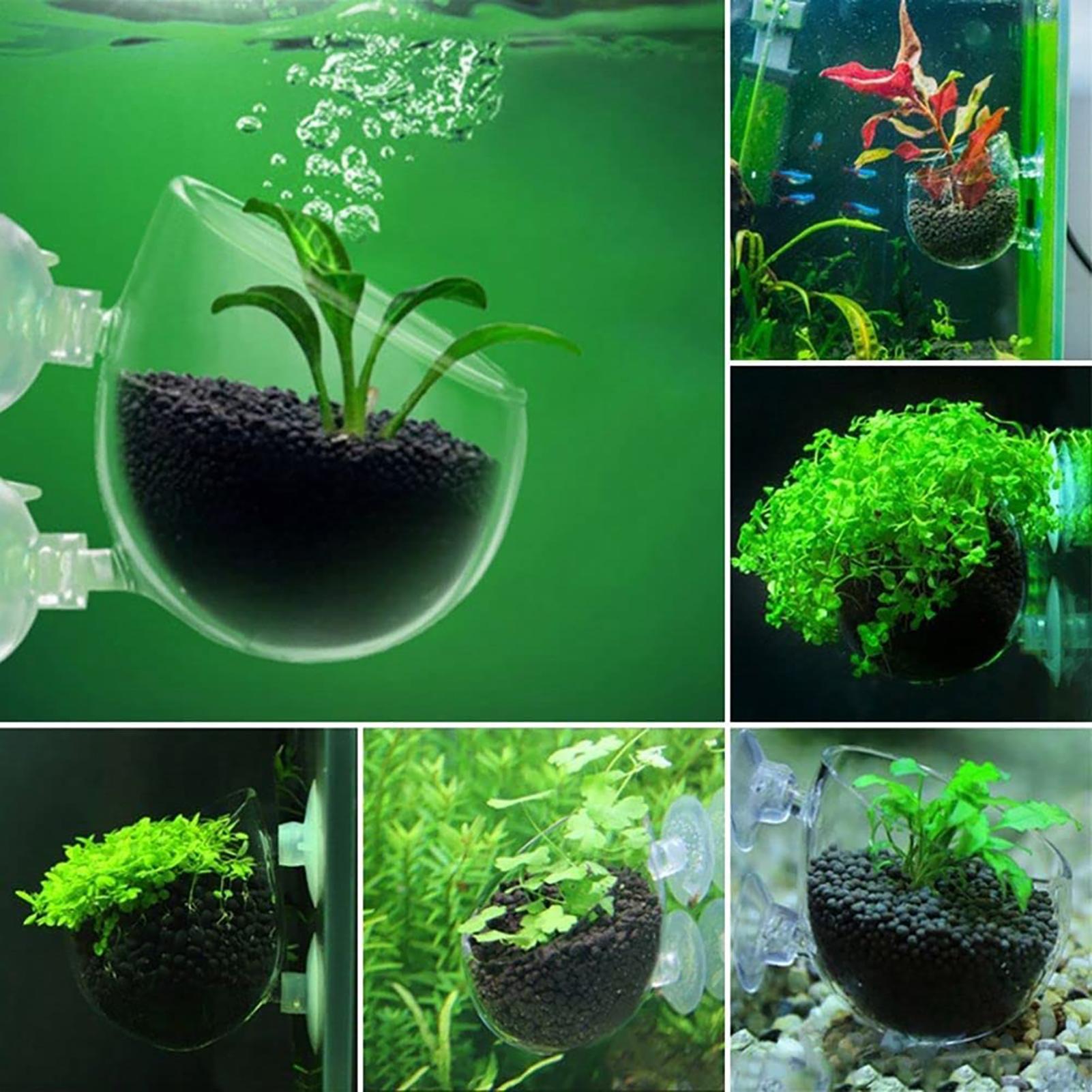 Aquarium Decoration Plant Cup  - مراجعة Aquarium Fish Beautiful وسعره